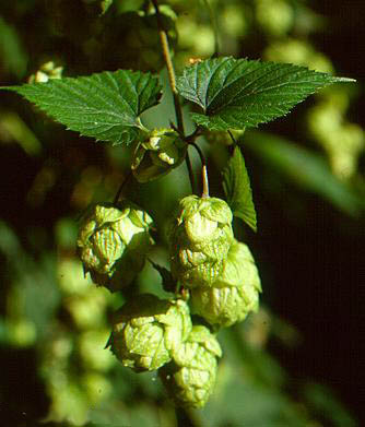  Image name: luppolo2.jpg 
 width: 334 pixel 
 height: 391 pixel 
 Size: 34800 bytes 
 Click to enlarge 